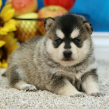 Pomsky Puppy Scott