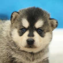 Pomsky Puppy Scott