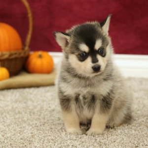 Pomsky Puppy Scott