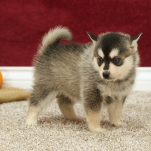 Pomsky Puppy Scott