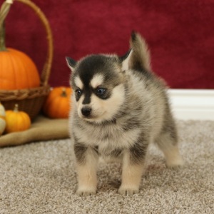 Pomsky Puppy Scott