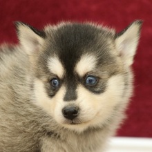 Pomsky Puppy Scott