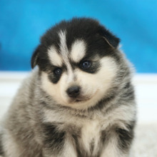 Pomsky Puppy Jewel