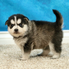 Pomsky Puppy Jewel