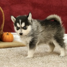 Pomsky Puppy Jewel