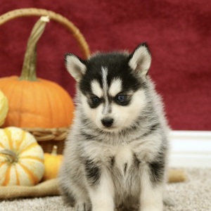 Pomsky Puppy Jewel