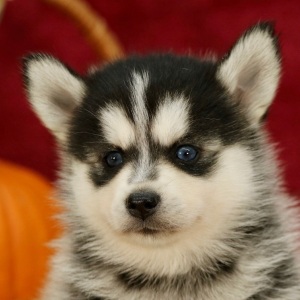 Pomsky Puppy Jewel