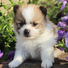 Pomeranian Puppy Percy