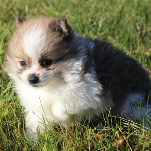 Pomeranian Puppy Percy