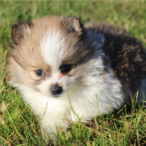 Pomeranian Puppy Percy