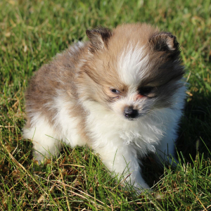 Pomeranian Puppy Percy