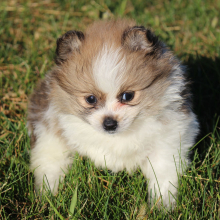 Pomeranian Puppy Percy