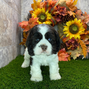 Cocker Spaniel Puppy Declan