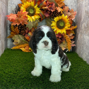 Cocker Spaniel Puppy Declan
