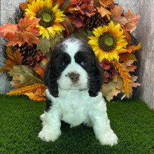 Cocker Spaniel Puppy Declan