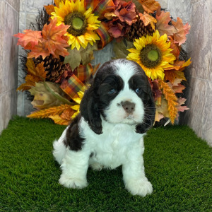 Cocker Spaniel Puppy Declan