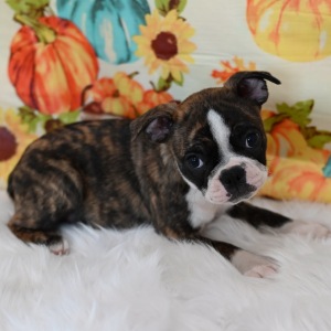 Boston Terrier Puppy Mitzy May