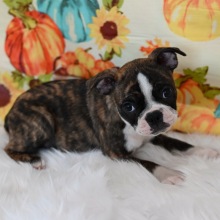Boston Terrier Puppy Mitzy May