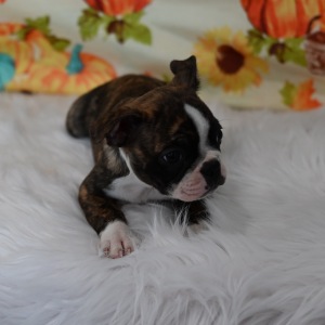 Boston Terrier Puppy Mitzy May