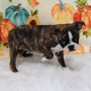 Boston Terrier Puppy Mitzy May