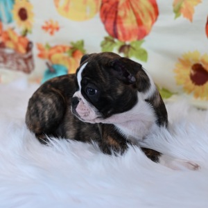 Boston Terrier Puppy Mitzy May