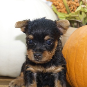 Silky Terrier Puppy Kim