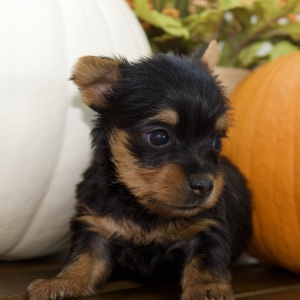 Silky Terrier Puppy Kim
