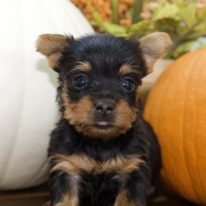Silky Terrier Puppy Kim