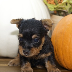 Silky Terrier Puppy Kim