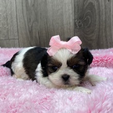 Shih Tzu Puppy Violet