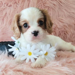 Cavalier King Charles Spaniel Puppy Claire
