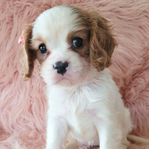 Cavalier King Charles Spaniel Puppy Claire