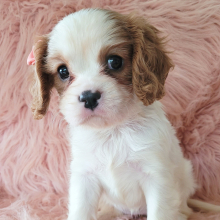 Cavalier King Charles Spaniel Puppy Claire