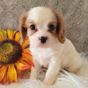Cavalier King Charles Spaniel Puppy Claire
