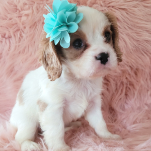 Cavalier King Charles Spaniel Puppy Claire