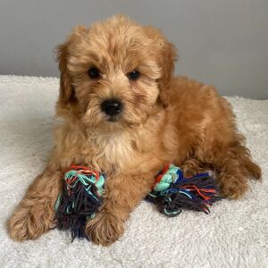 Goldendoodle Puppy Rayna
