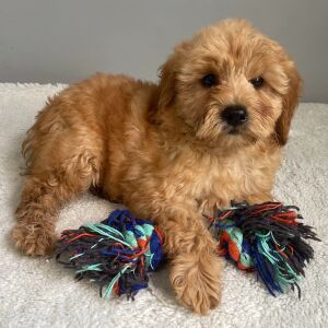 Goldendoodle Puppy Rayna