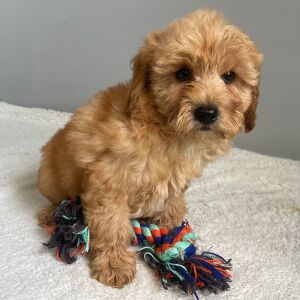 Goldendoodle Puppy Rayna