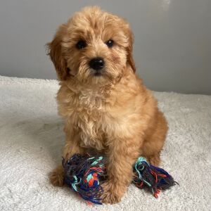 Goldendoodle Puppy Rayna