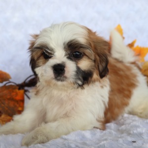 Shih Tzu Puppy Pete