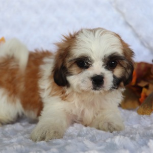 Shih Tzu Puppy Pete
