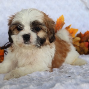 Shih Tzu Puppy Pete