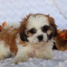Shih Tzu Puppy Pete