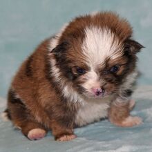 Pomeranian Puppy Paco