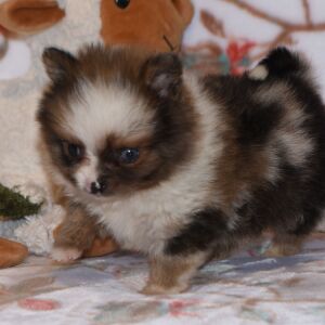 Pomeranian Puppy Paco