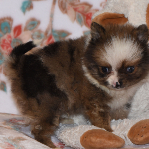 Pomeranian Puppy Paco