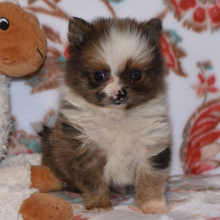 Pomeranian Puppy Paco