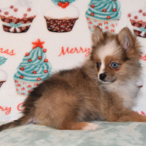 Pomeranian Puppy Paco