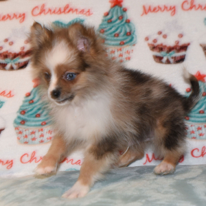Pomeranian Puppy Paco