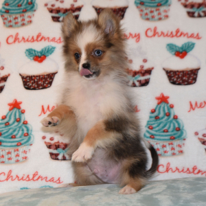 Pomeranian Puppy Paco